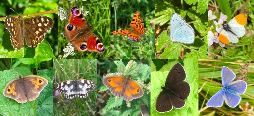 Eight butterflies found on Ham Lands