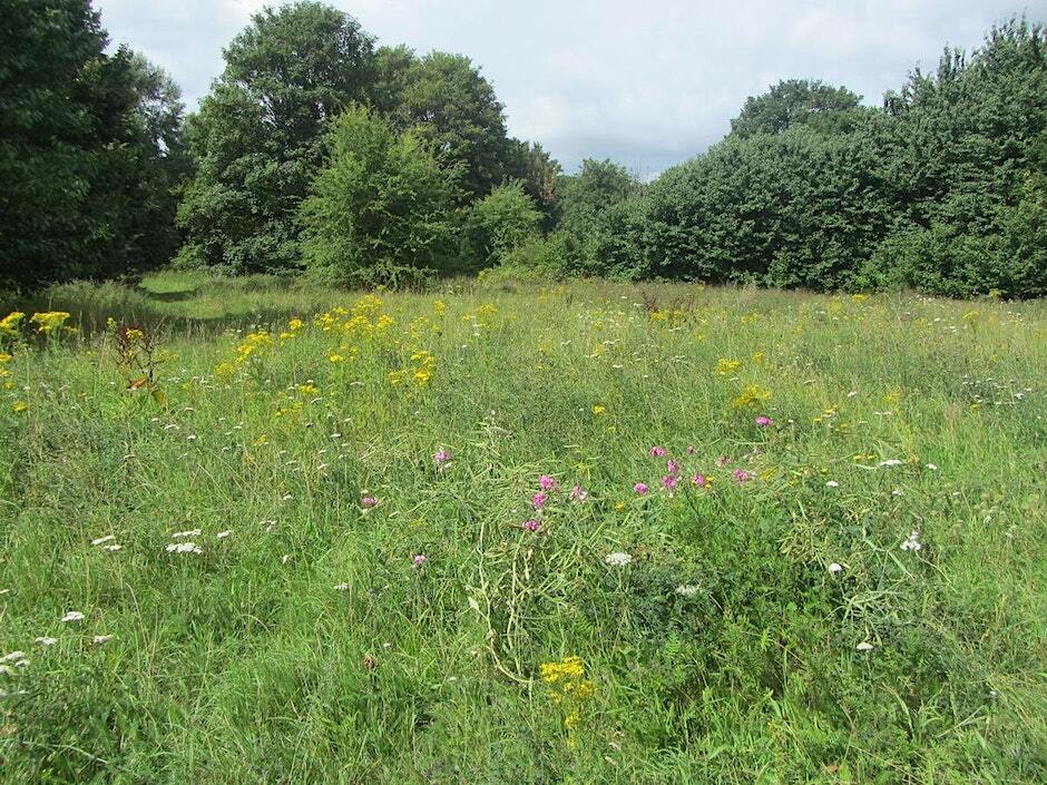 Ham Lands vegetation