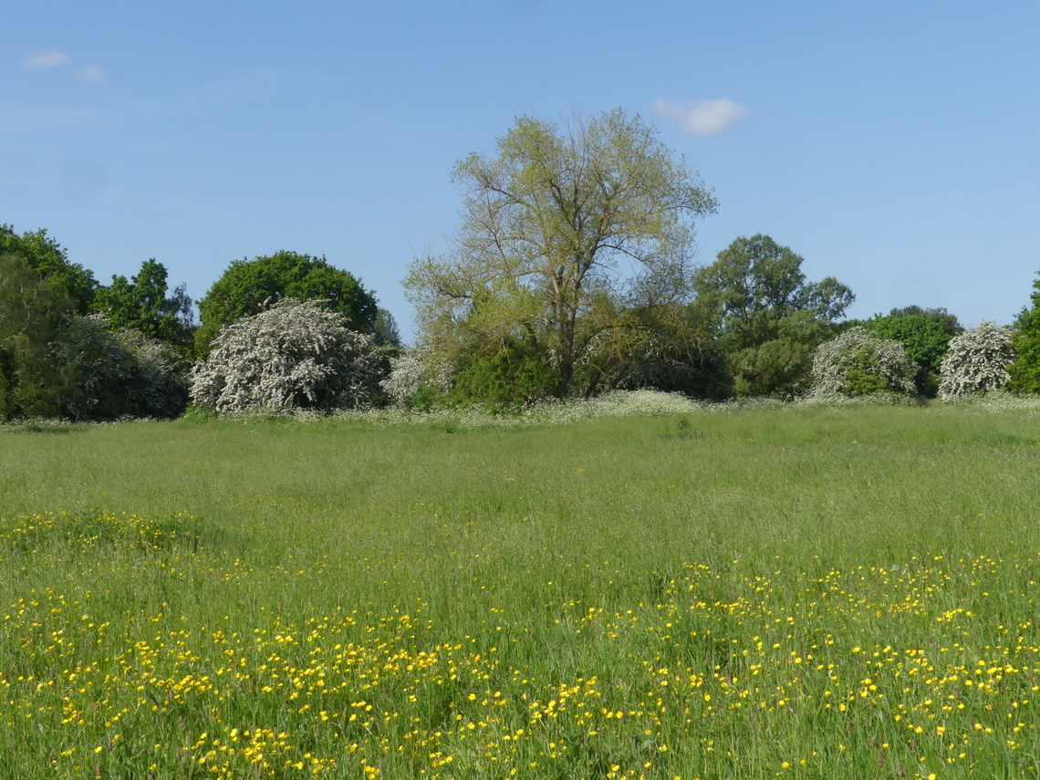 Ham Lands in spring blossoms