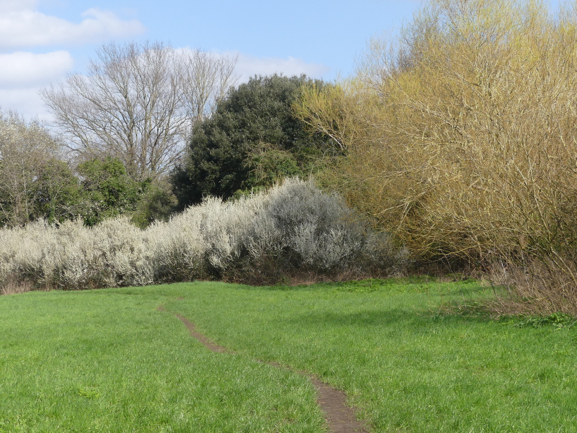 Spring blossoms on Ham Lands