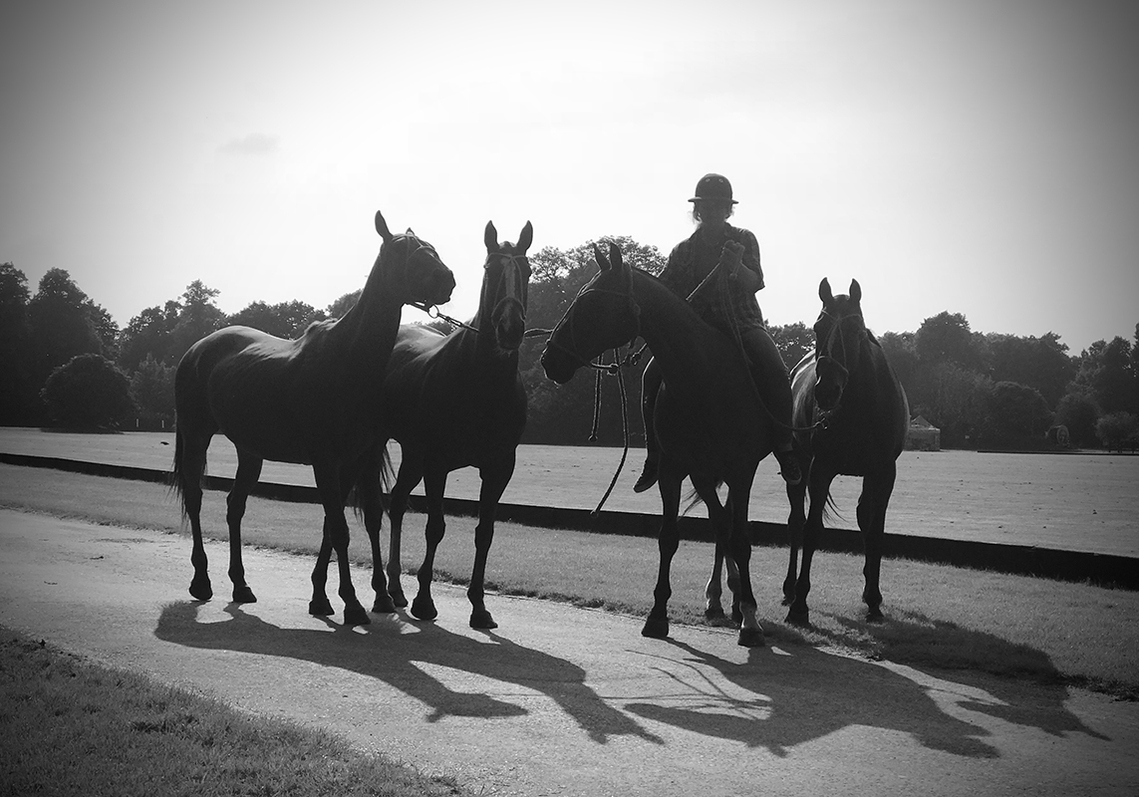 Black and white pictures horses and jockey