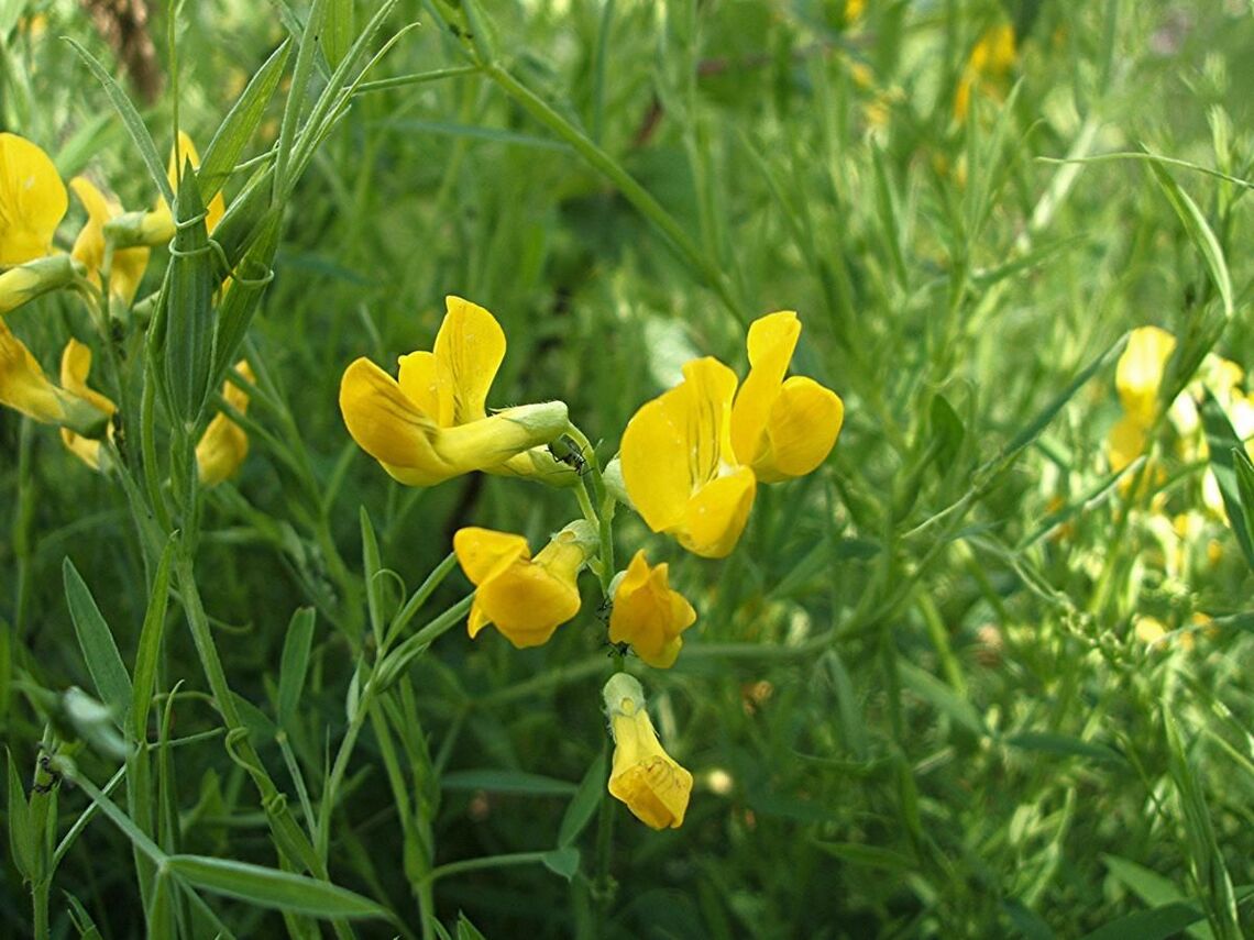 Meadow Vetchling