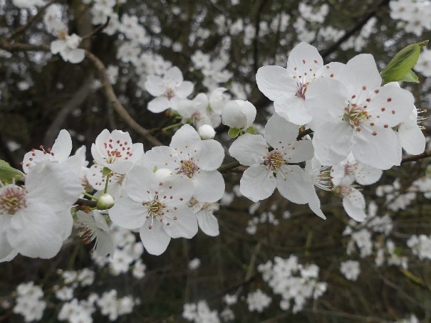 spring blossom