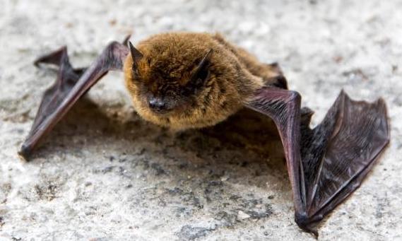 Common Pipistrelle bat