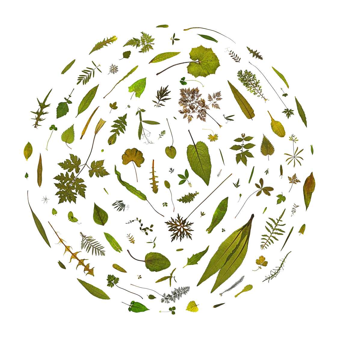 112 leaves of flowering plants from Ham Lands South