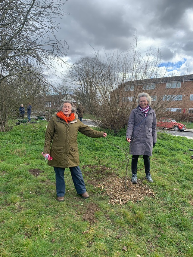 Volunteers planting apple tree