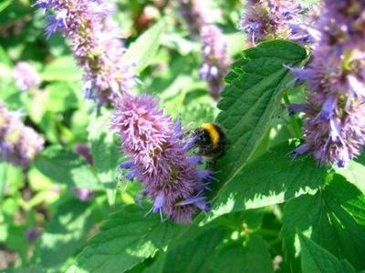 Bee on Flower 1