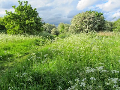 Ham Lands by Matthew Rees